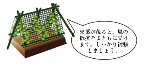 梅雨～収穫時に使用する支柱