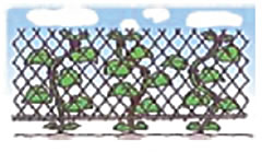 土を被せる（覆土）