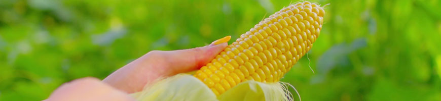 トウモロコシの育て方