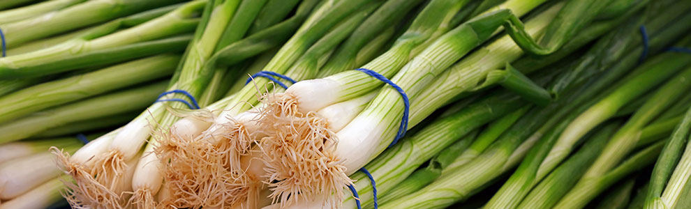 ネギの育て方