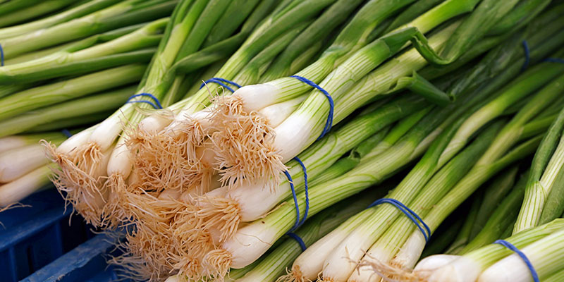 ネギの育て方