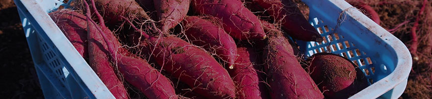 さつまいもの育て方