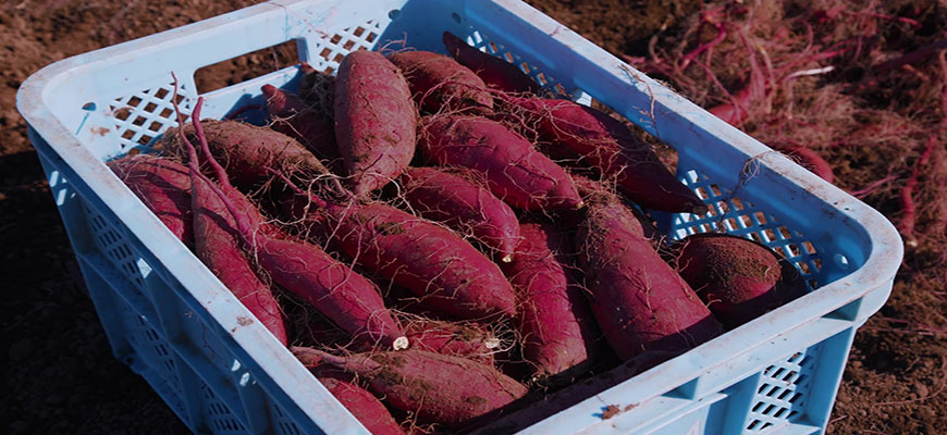 さつまいもの育て方