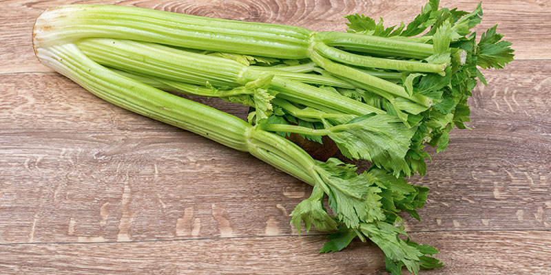 セロリの育て方