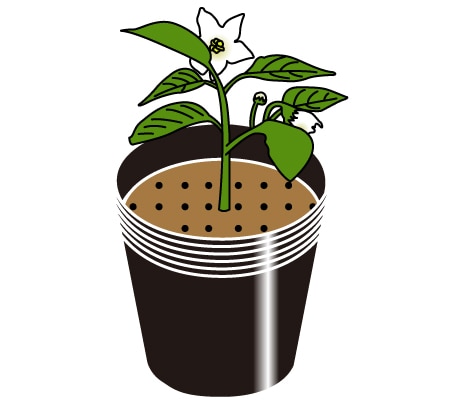 ポットに植え替え、花が咲いた状態