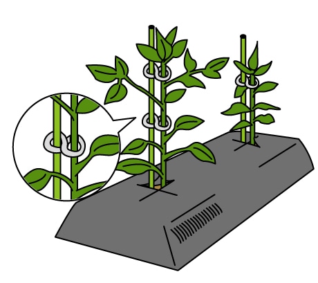 枝を8の字にしばって固定