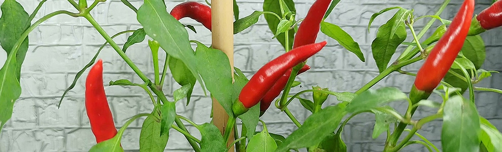 とうがらしの育て方