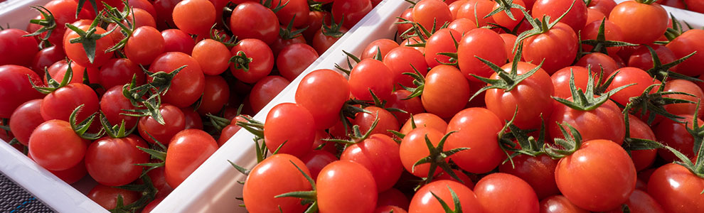 ミニトマトの育て方