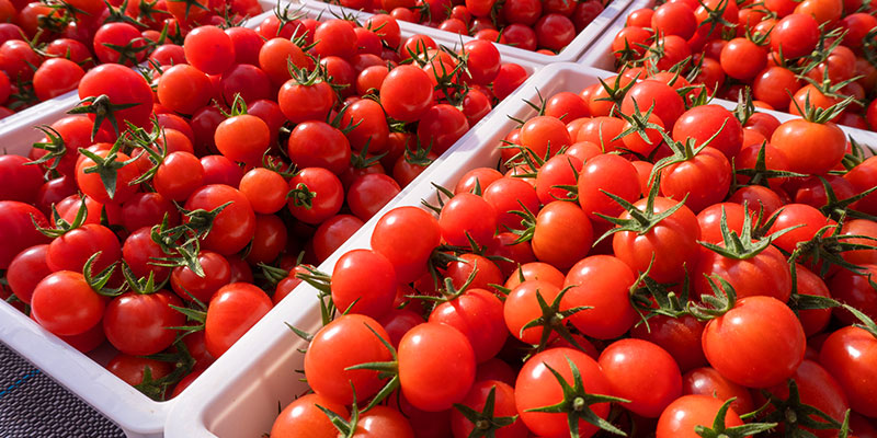 ミニトマトの育て方