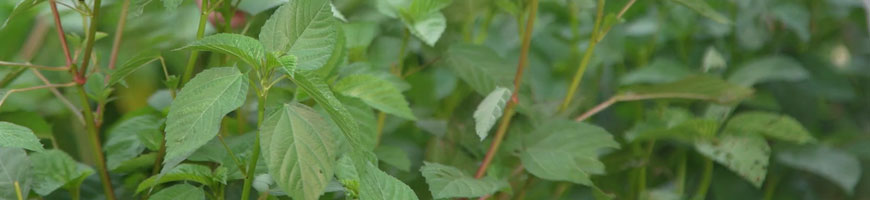 モロヘイヤの育て方