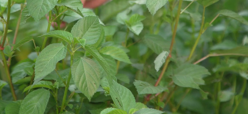 モロヘイヤの育て方