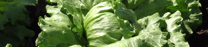 レタスの育て方