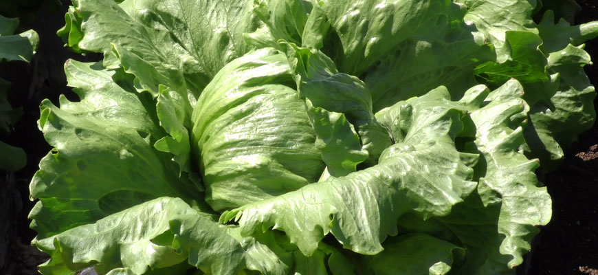 レタスの育て方