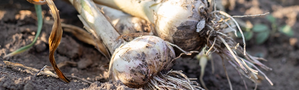 ニンニクの育て方