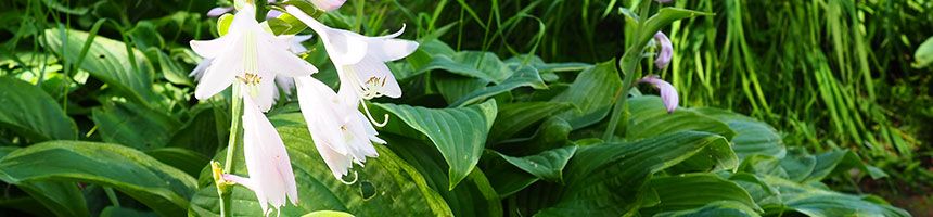 ギボウシの育て方