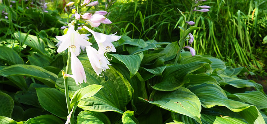 ギボウシの育て方