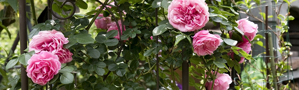 バラの仕立て方