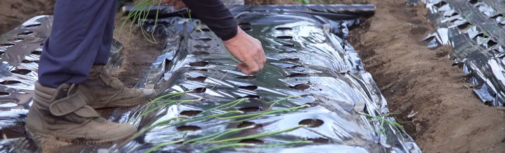 マルチの張り方