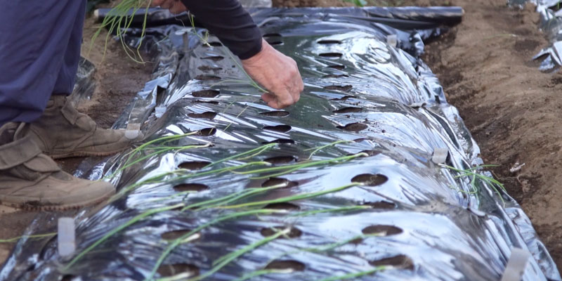 マルチの張り方