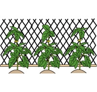 ４．つるの結束