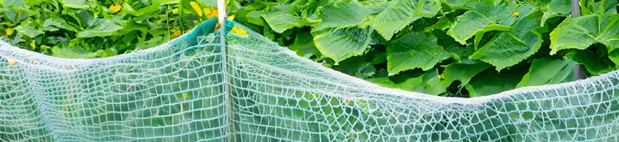 キュウリネットの上手な張り方