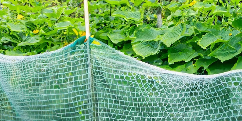 キュウリネットの上手な張り方