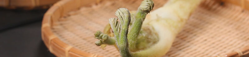 ウドのつくり方