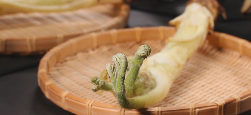 ウドのつくり方