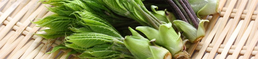 コシアブラのつくり方