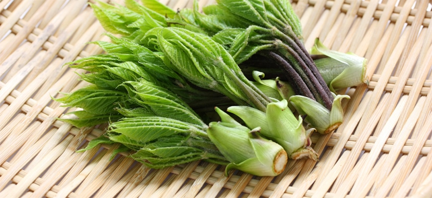 コシアブラのつくり方