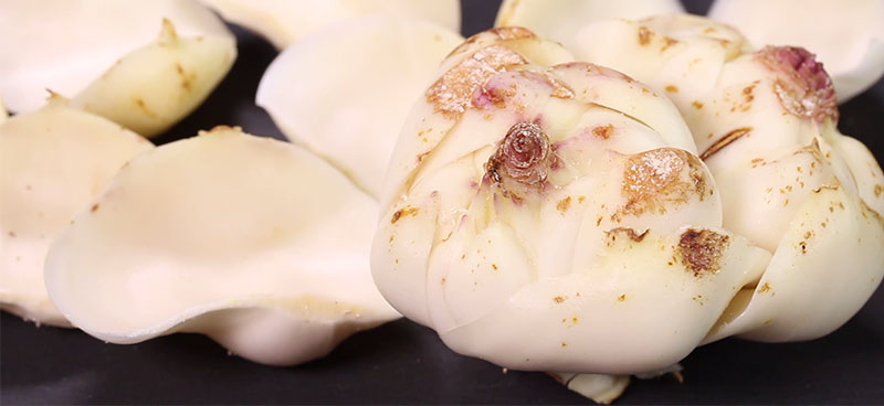 食用ユリのつくり方