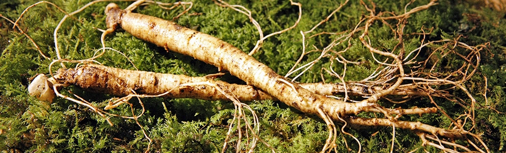 朝鮮人参のつくり方