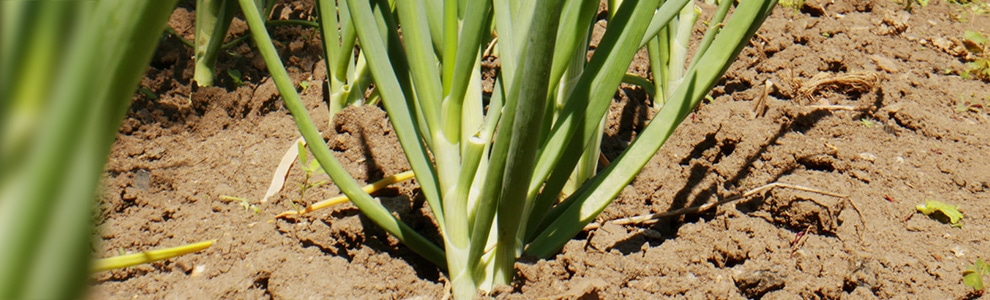 やぐらネギのつくり方