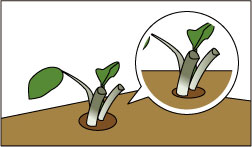 ２．ポットに培土を入れる