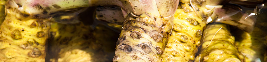 畑ワサビのつくり方