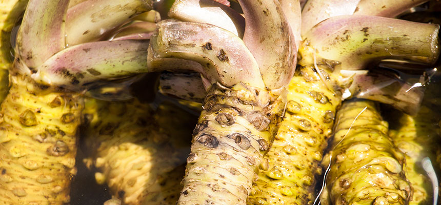 畑ワサビのつくり方