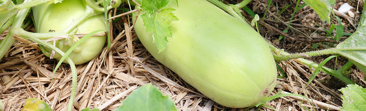 ウリの育て方 漬け瓜(シロウリ)