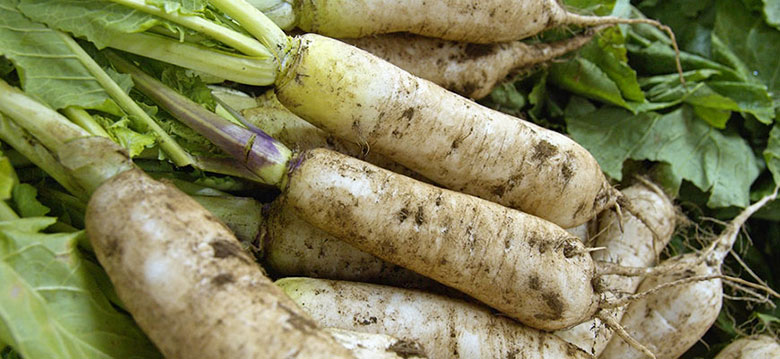大根の育て方