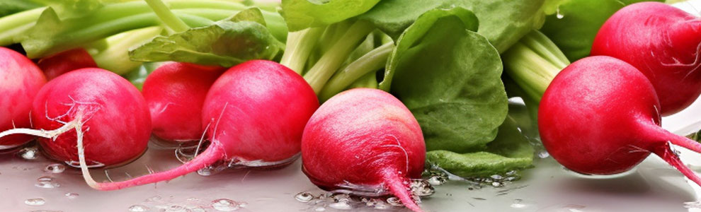 二十日大根の育て方