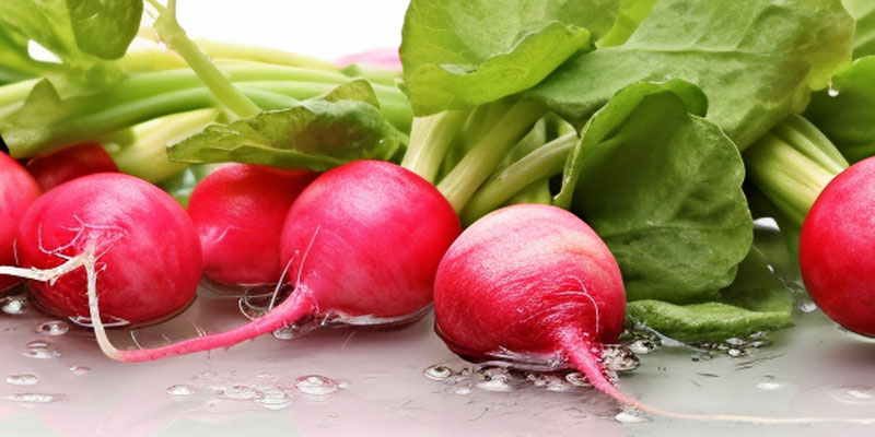 二十日大根の育て方