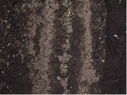 タネまきはスジまきを行います