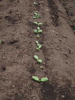 発芽後、本葉が２～３枚の頃２～３ｃｍ前後に間引きを行います