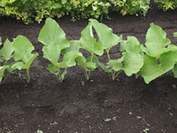 本葉が４～５枚で１０～１５ｃｍ程度に間引きを行います