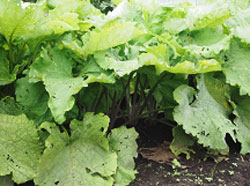 掘り上げて収穫