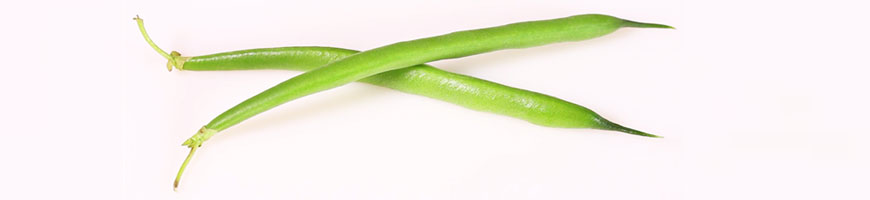 インゲンの育て方