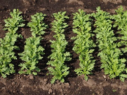 間引きを兼ねて抜き取って収穫