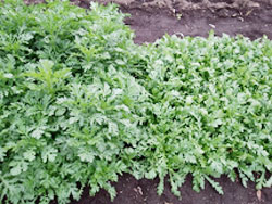 茎葉を摘み取って収穫