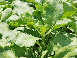 大葉系のしゅんぎくの特徴