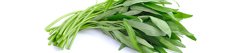 エンツァイの育て方