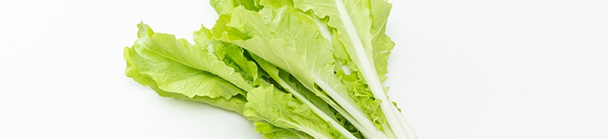 山東菜の育て方